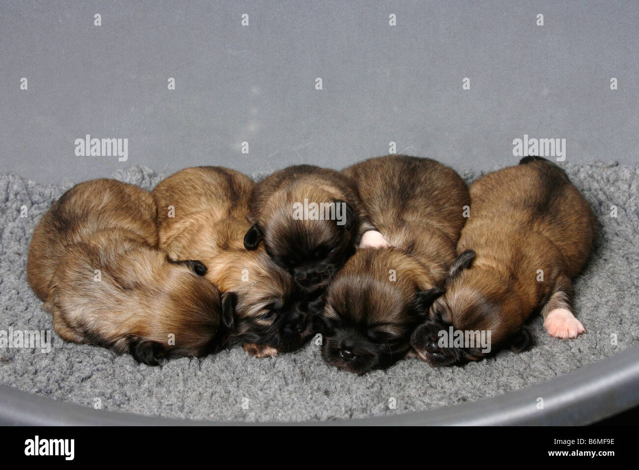 Tibetan Spaniel puppies 14 days Stock Photo