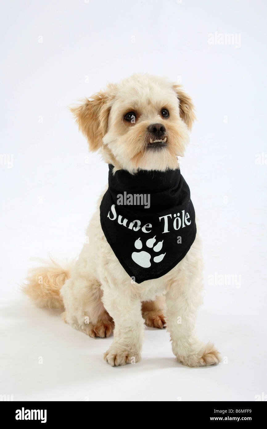 Mixed Breed Dog neckerchief overshot bite Stock Photo