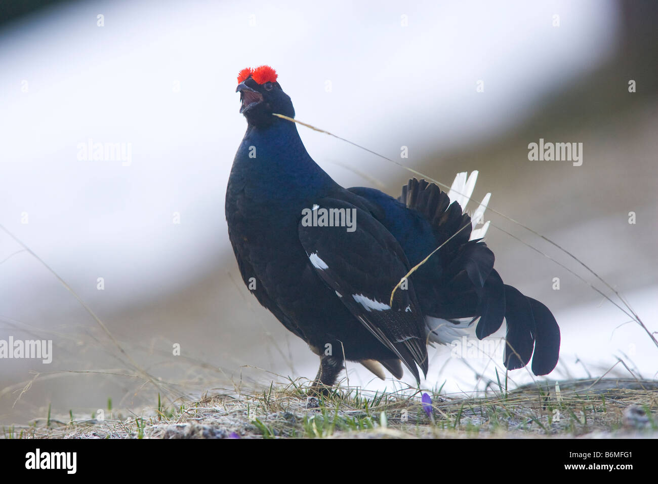 mating dance of birds Stock Photo
