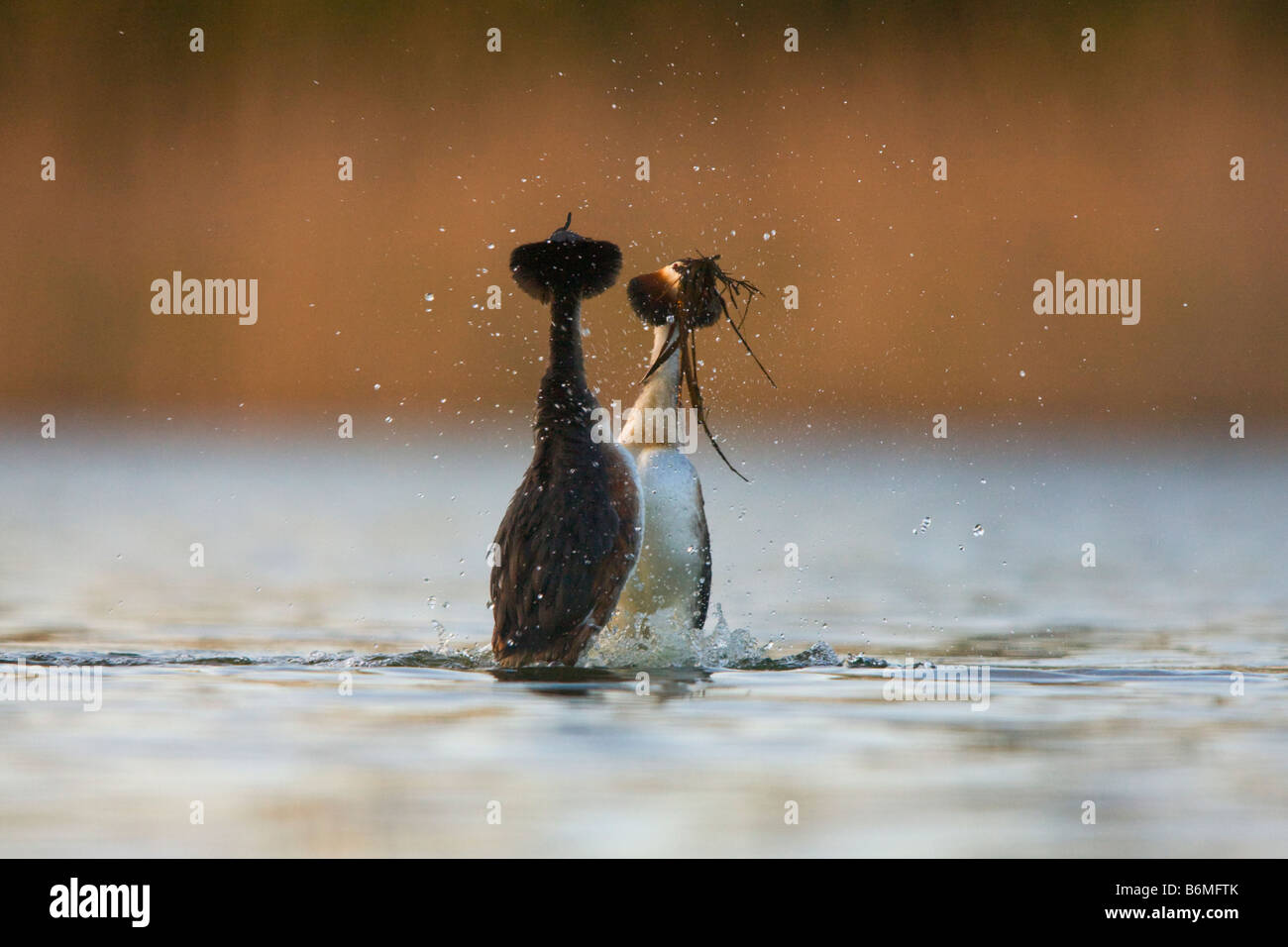 mating dance of birds Stock Photo