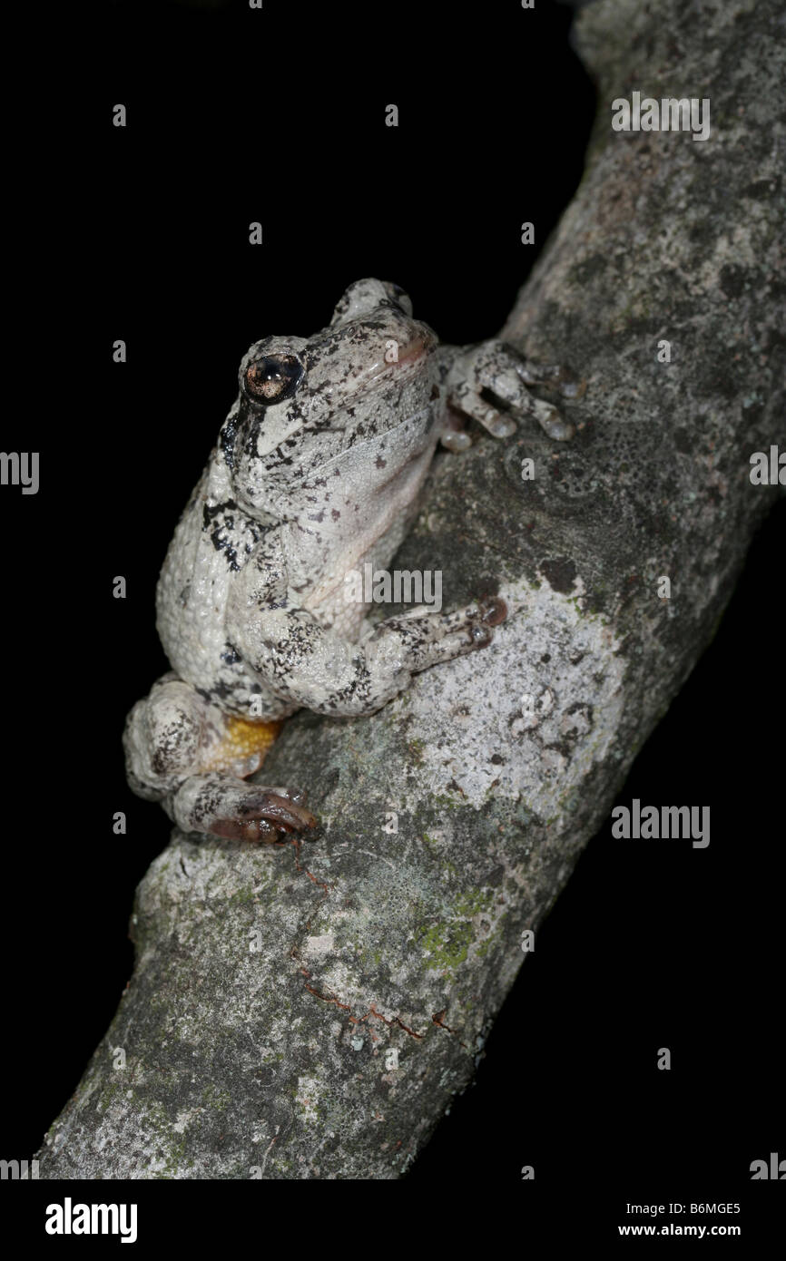 Gray tree frog, Hyla versicolor. Stock Photo