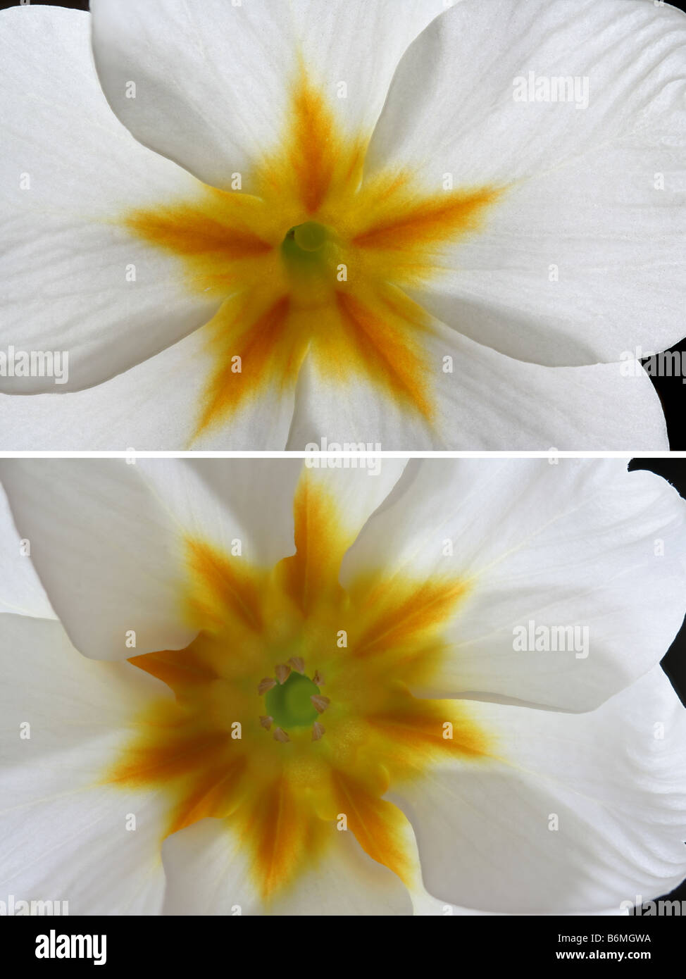 Pin-type and thrum-type primroses Stock Photo
