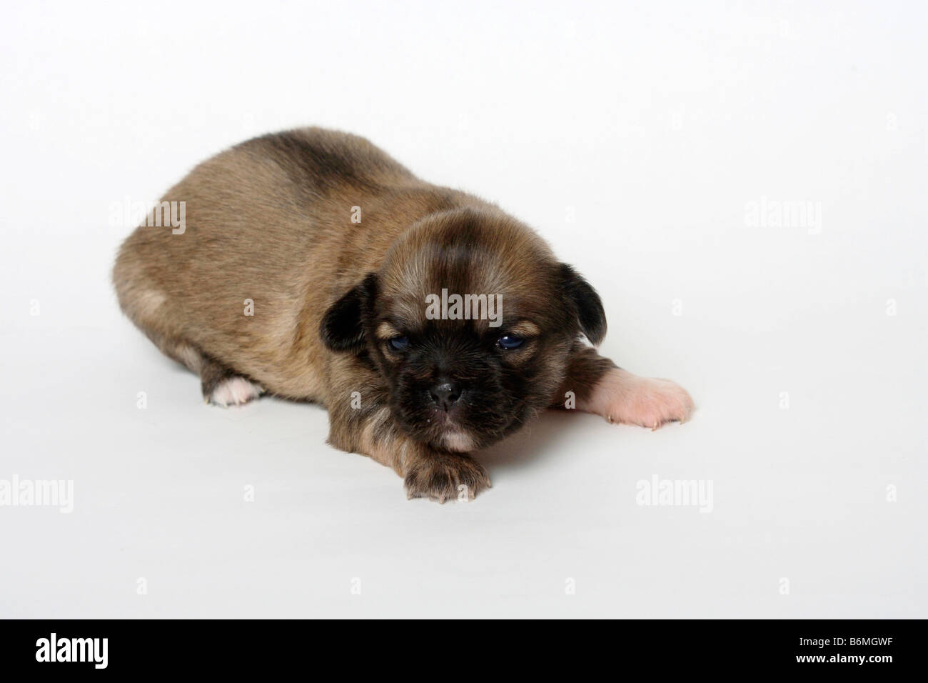 Tibetan Spaniel puppy 14 days Stock Photo