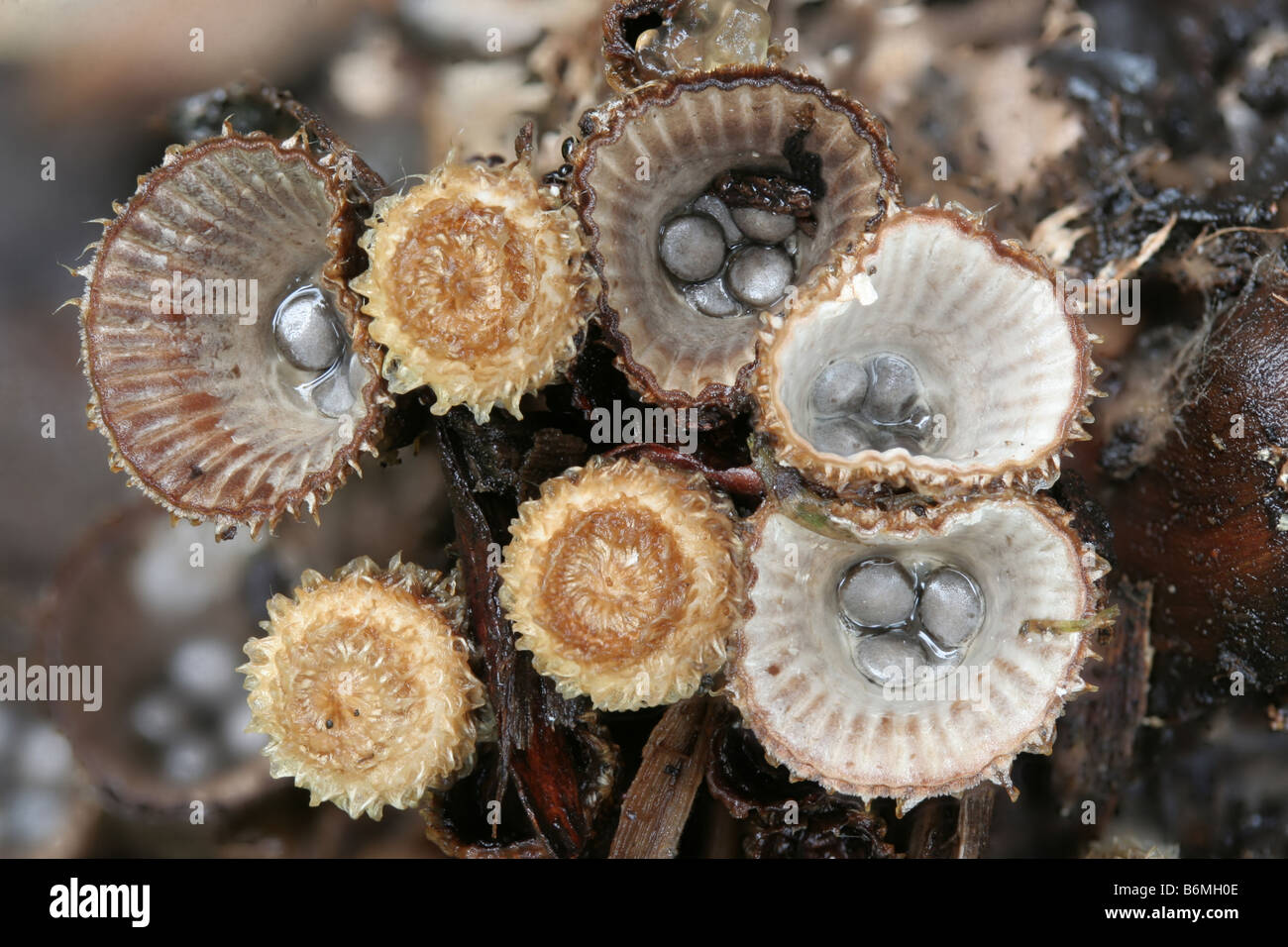 Fluted bird's nest fungi, Cyathus striatus Stock Photo