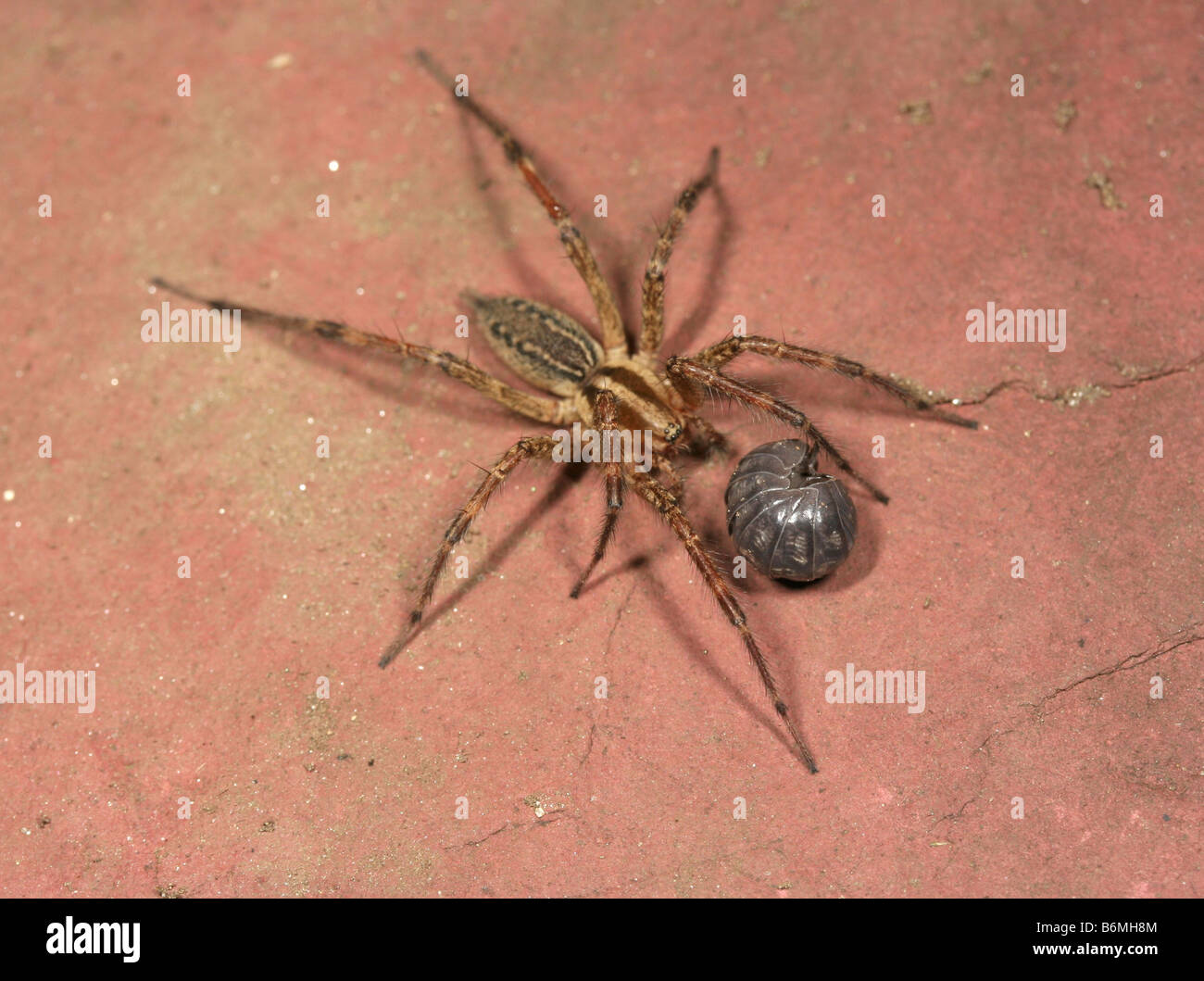 Pillbug (Armadillidium vulgare) rolled up in defense against attack by nursery web spider (Pisaura sp.) Stock Photo