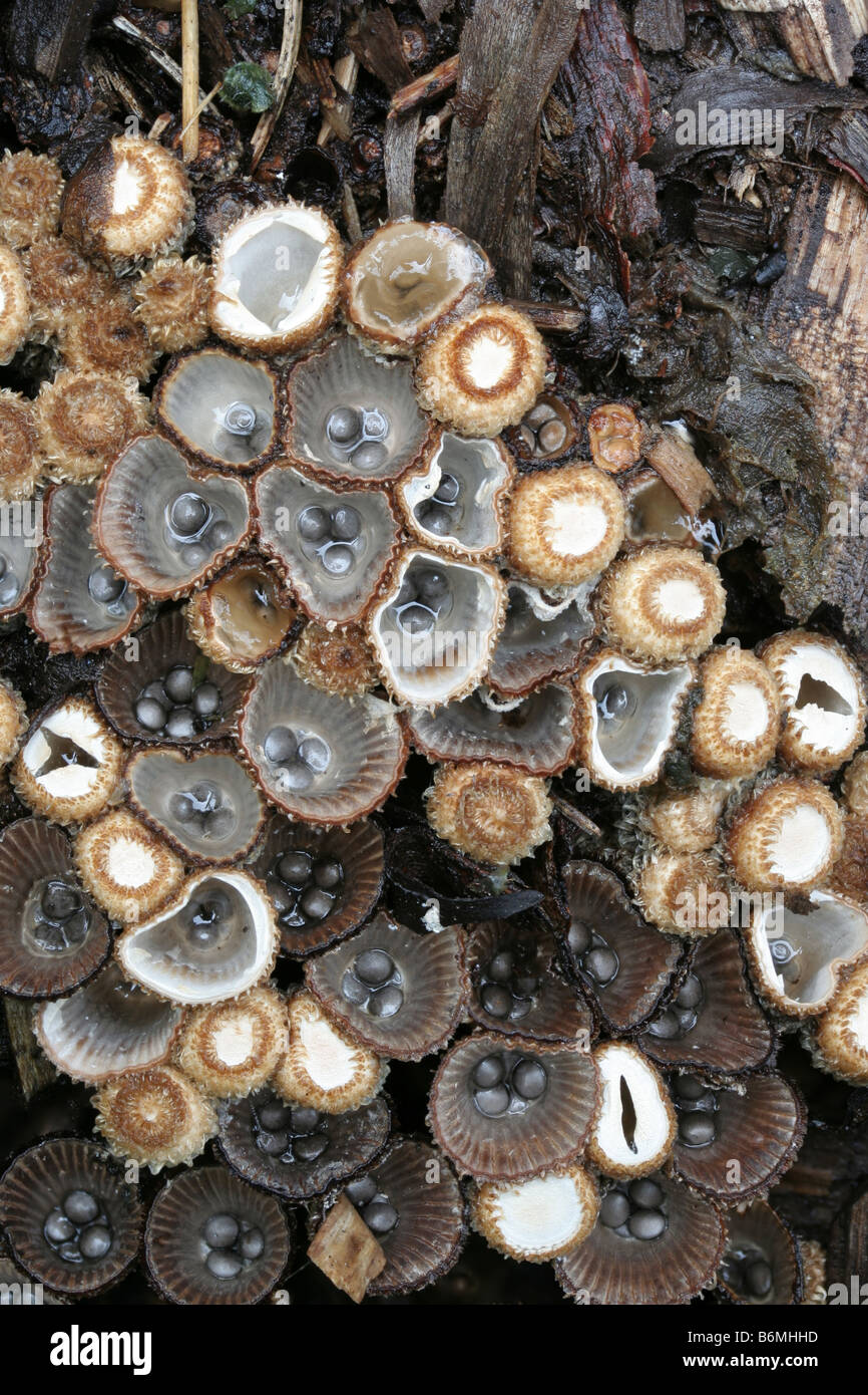 Fluted bird's nest fungi, Cyathus striatus Stock Photo