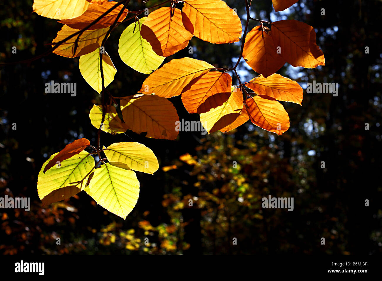 Colourful beech leaves in the sunlight on a sunny autumn day Stock Photo