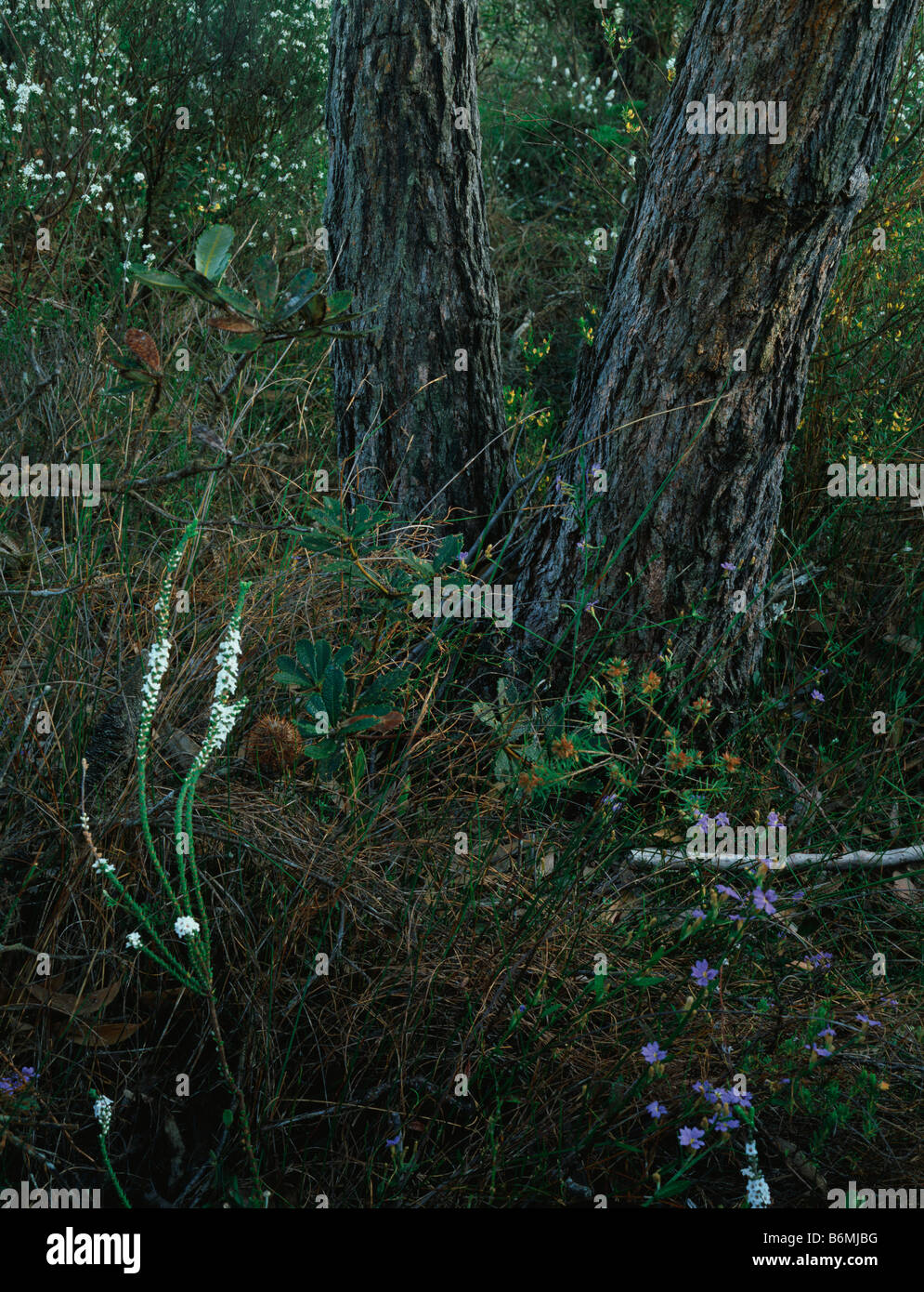 Detail of heathland woodland in Spring, Barren Grounds Nature Reserve, near Jamberoo, NSW Australia Stock Photo