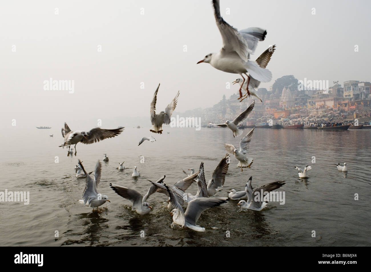 Birds in a river, Dasashvamedha Ghat, Ganges River, Varanasi, Uttar ...