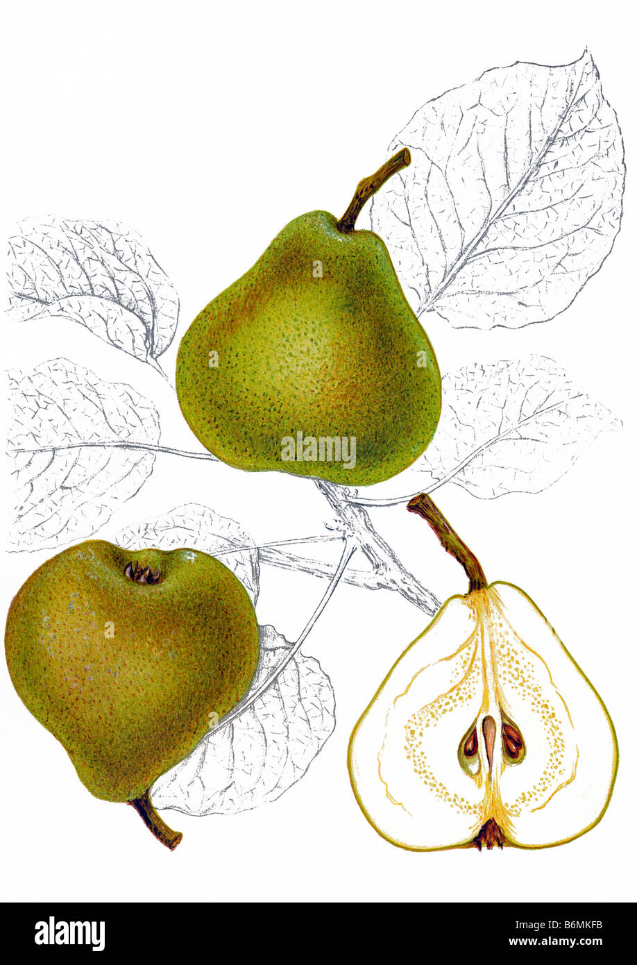 Illustration of a pear and a pear half Stock Photo