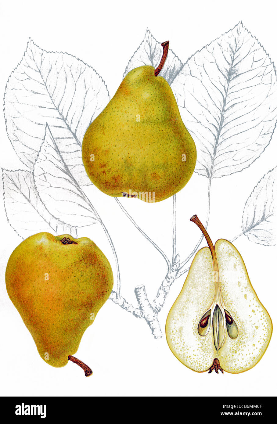 illustration of the pear Napoleon Stock Photo