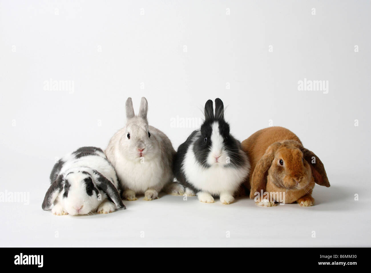 Four white rabbits hi-res stock photography and images - Alamy