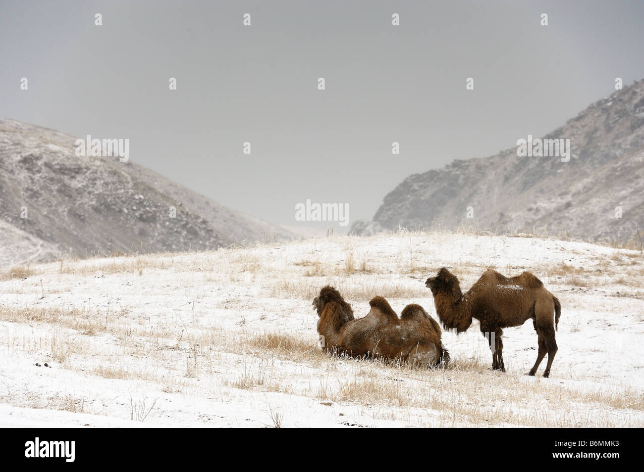 The Bactrian Camels in winter steppe Stock Photo - Alamy