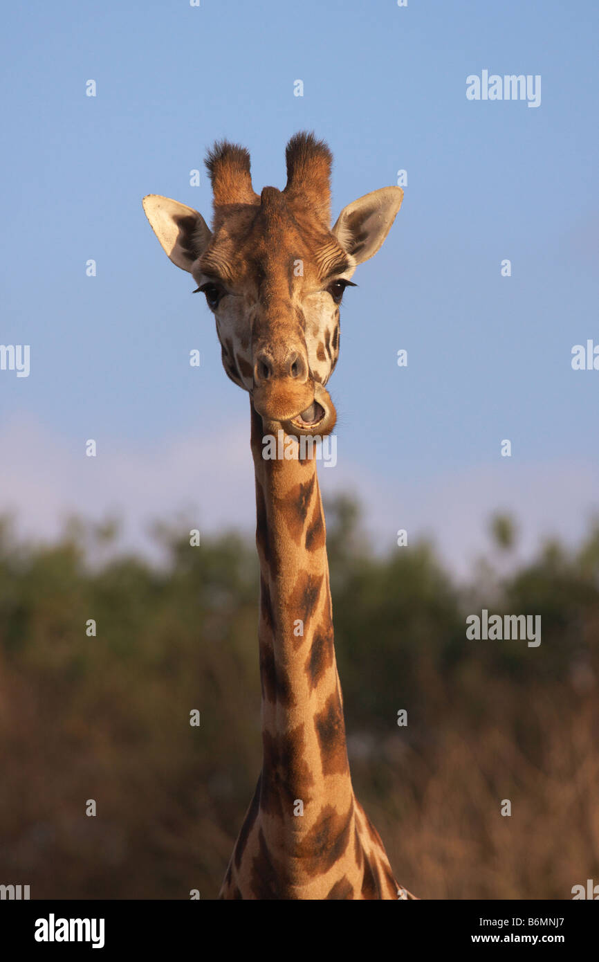 portrait of a Rothschild Giraffe with his head in front of a blue sky Stock Photo