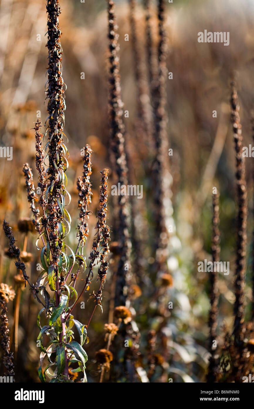 Digitalis seed hires stock photography and images Alamy