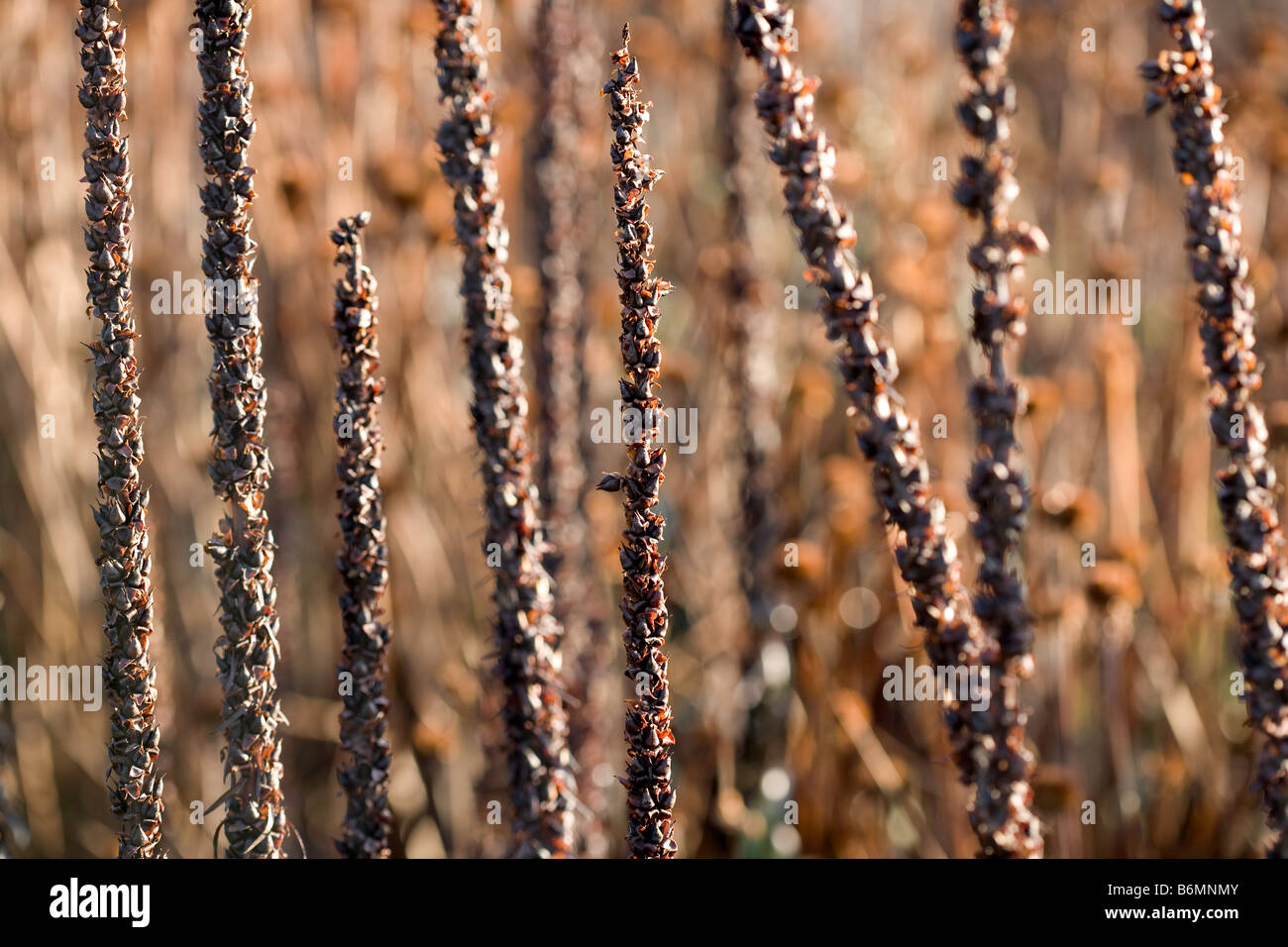 Winter garden Digitalis Ferruginea Stock Photo Alamy