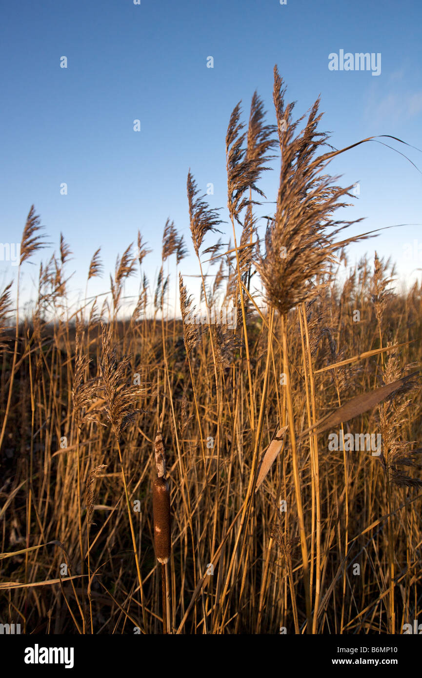 The common reed Stock Photo