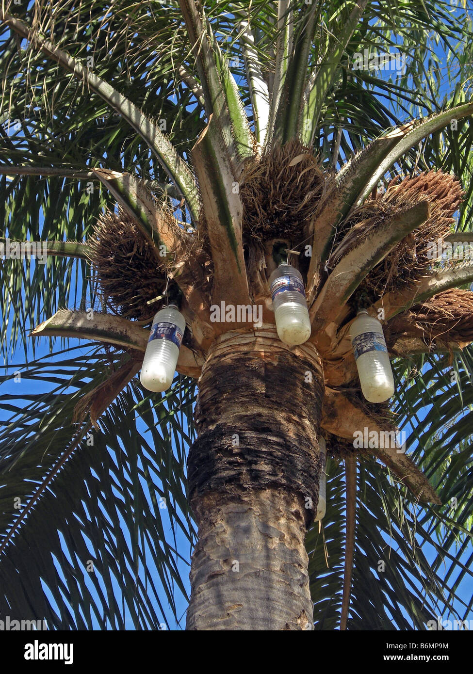 Palm Wine Stock Photos & Palm Wine Stock Images Alamy