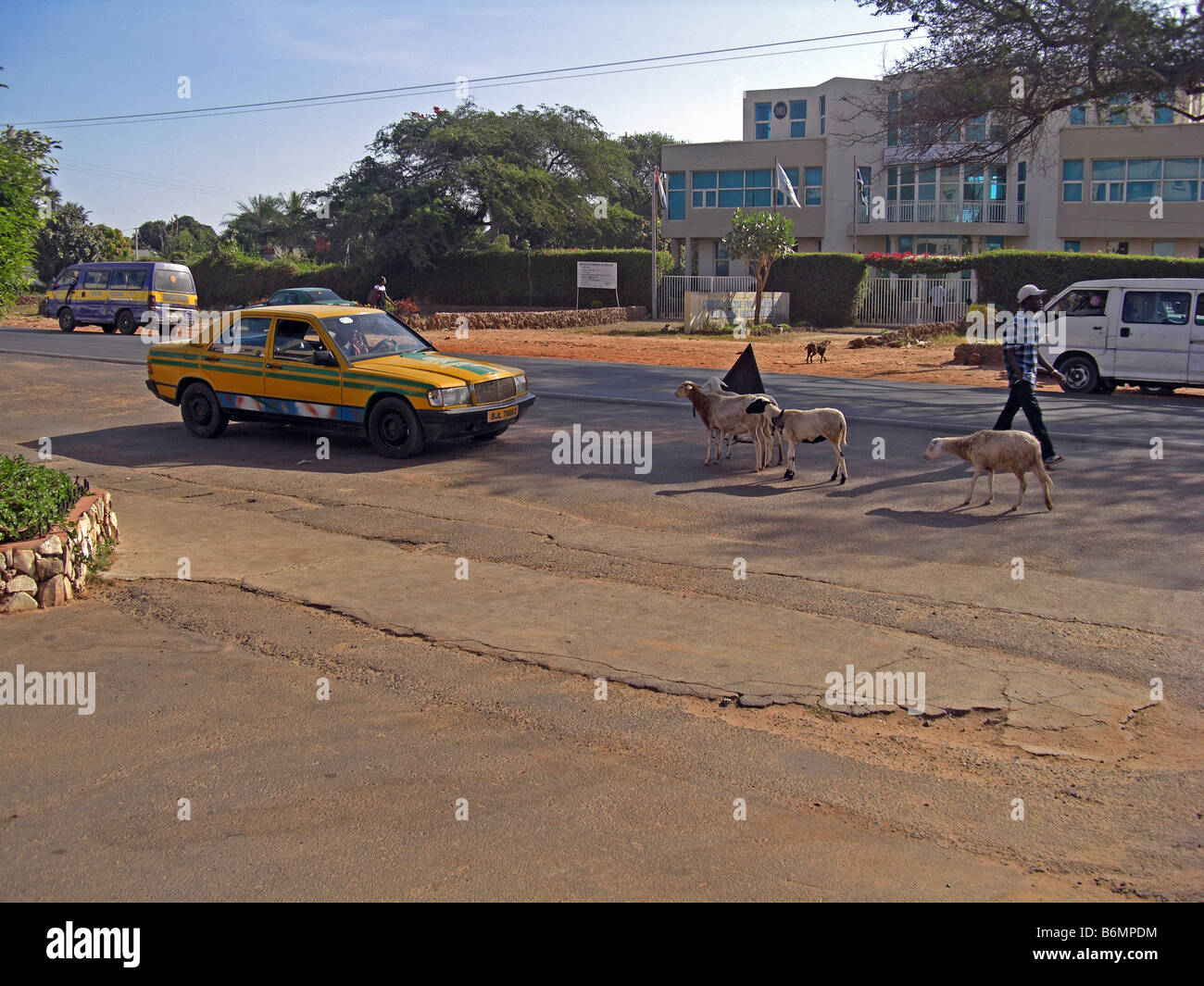 Goats in the road in the way of a Yellow taxi in The Gambia, West Africa. Stock Photo