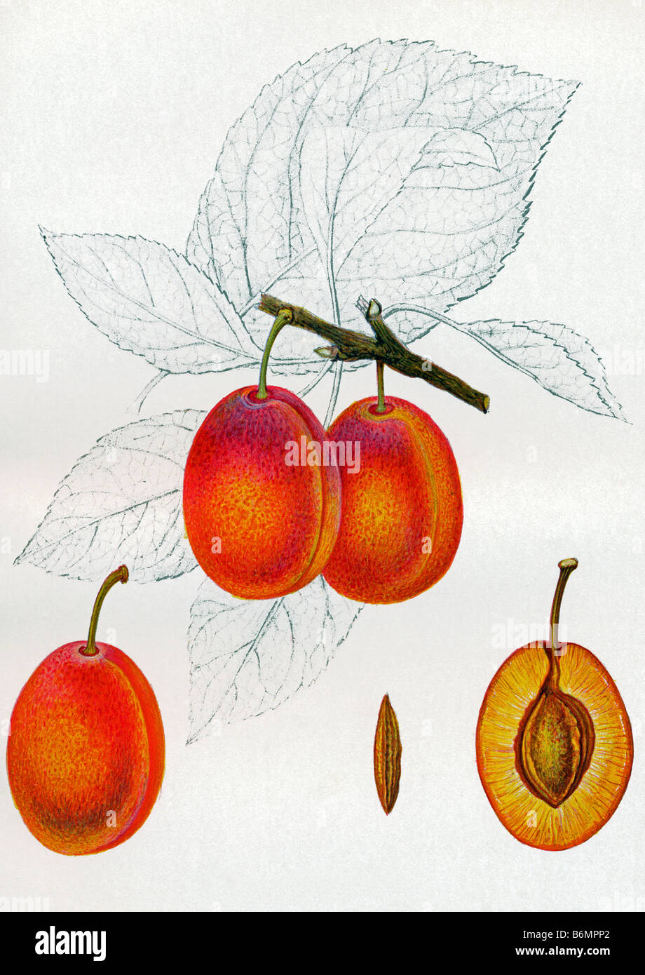 illustration of the 'plum Queen Victoria' Stock Photo