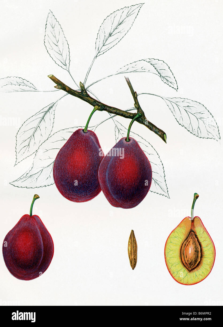 Prune illustration hires stock photography and images Alamy