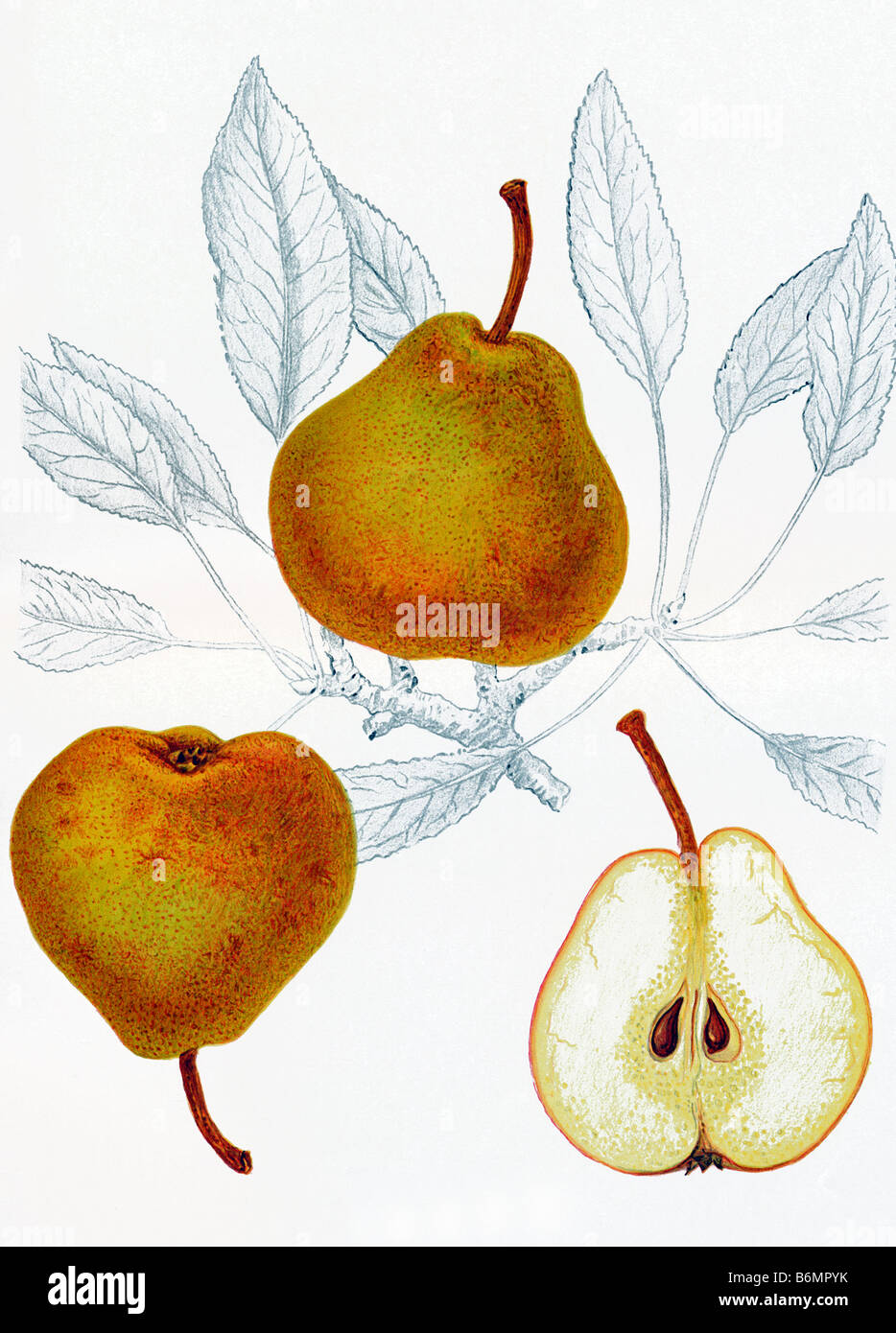 illustration of a pear and a pear half Stock Photo