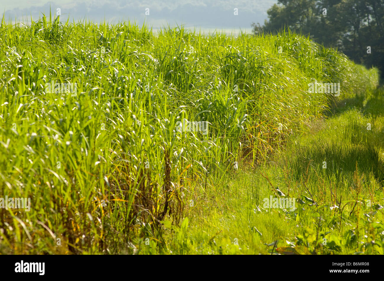 Field of growing miscanthus grass, grown for biofuel production Stock Photo