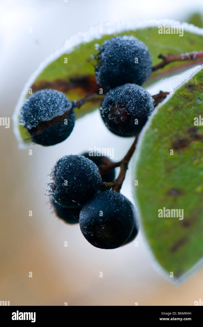Close up of frosted Cotoneaster obtusus berries Stock Photo