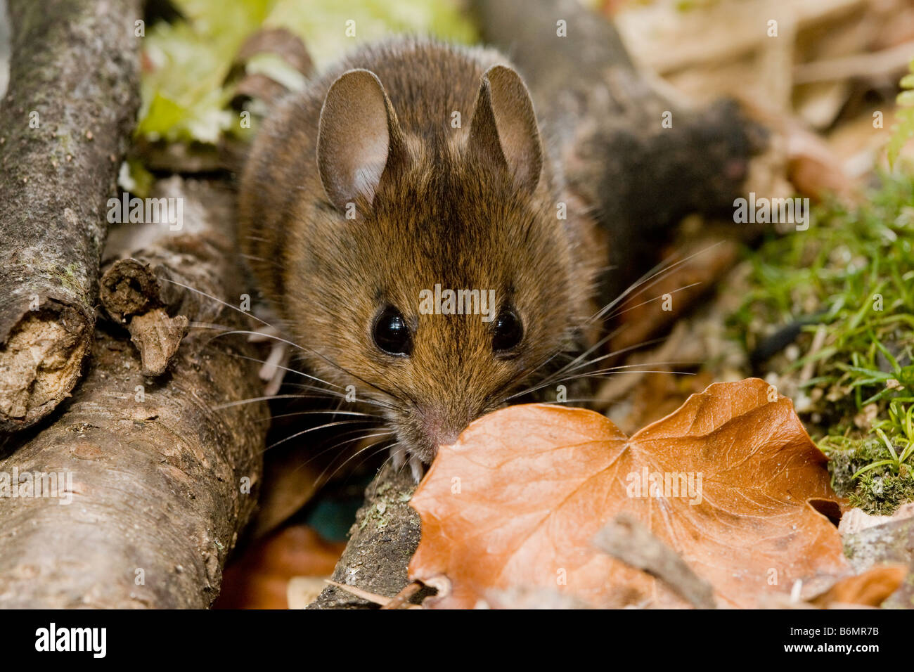 Yellow necked wood mice hi-res stock photography and images - Alamy