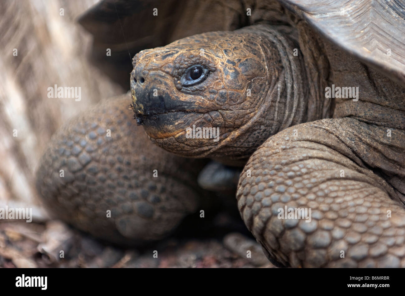 wild wildlife galapagos giant tortoise Testudo Elephantopus reptile old ...