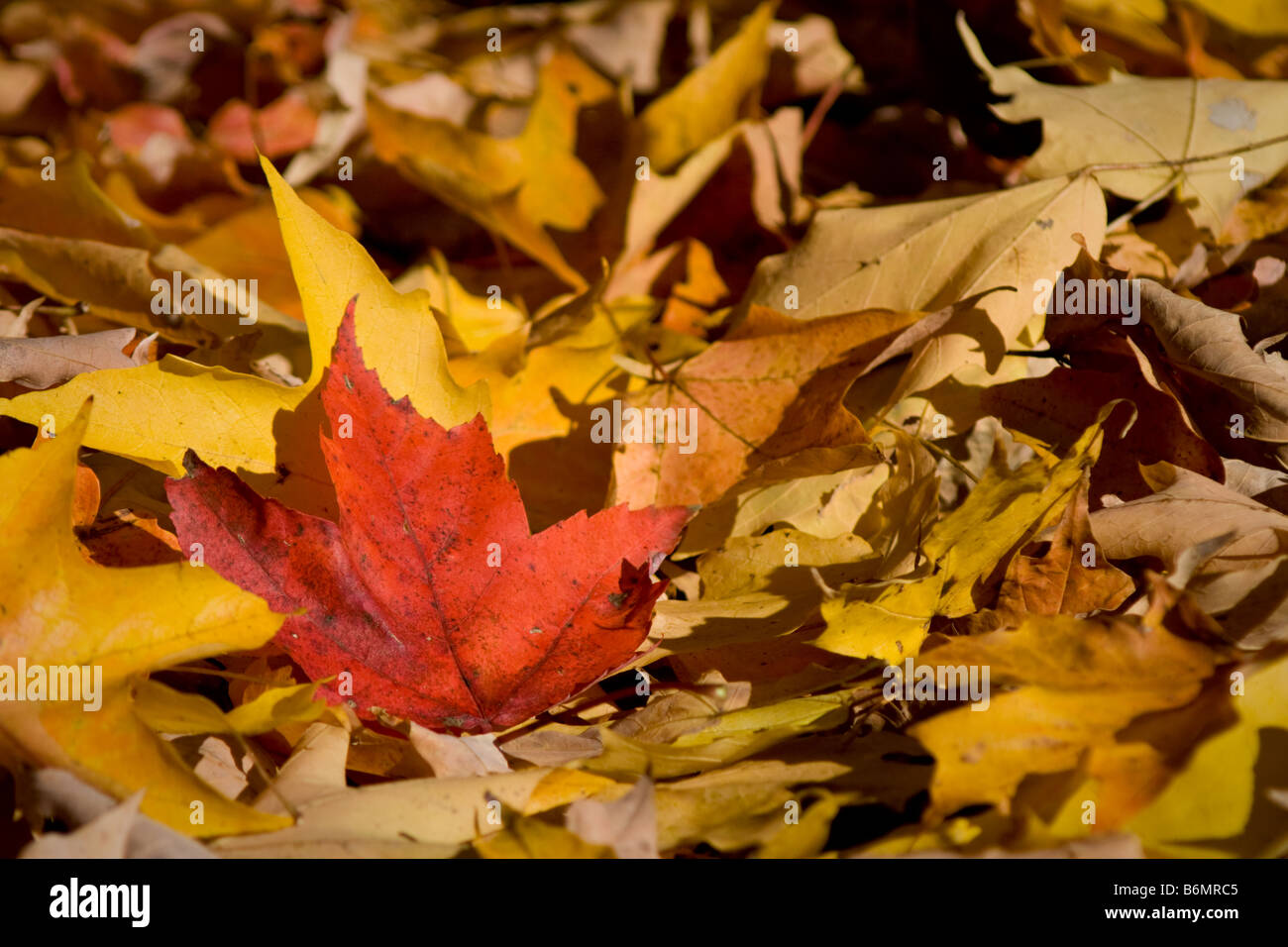 Red Maple leaf resting on a bed of yellow. Stock Photo