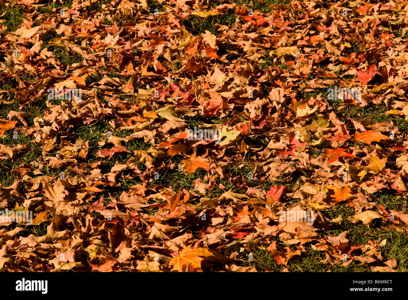 Leaves of new england hi-res stock photography and images - Alamy