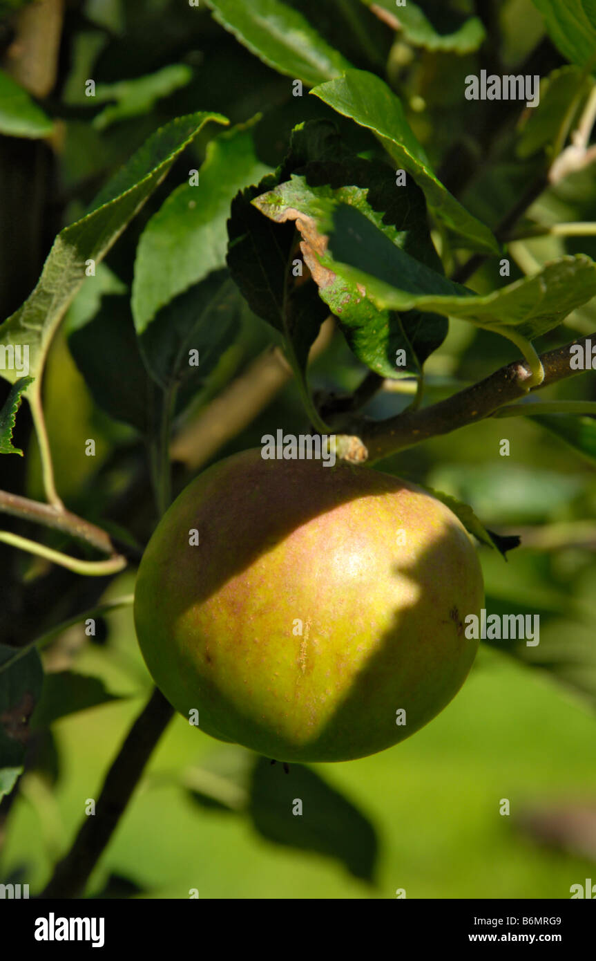 Apple, variety Discovery, ripening on the tree Stock Photo