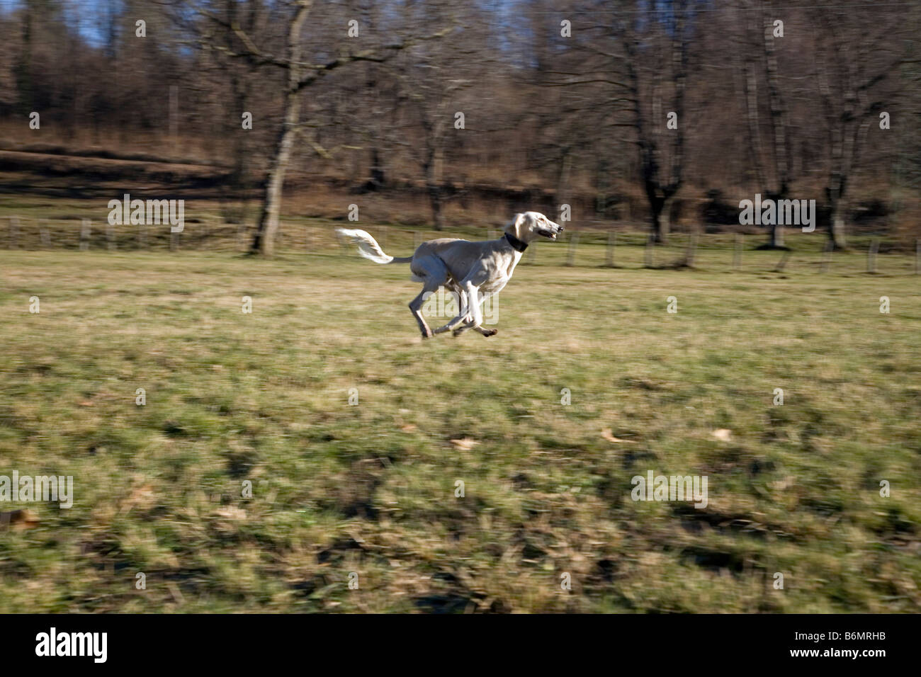 Mirzai a young pure bred Saluki dog flying Stock Photo