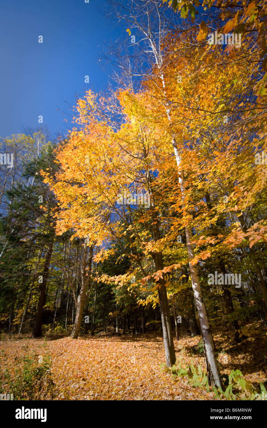 New england maple trees in fall hi-res stock photography and images - Alamy