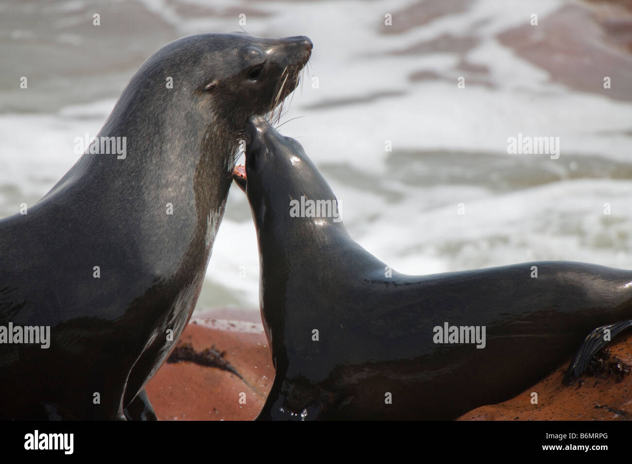 Baby Fur Seal Barking at Mother, Cape Cross, Namibia Stock Photo Alamy