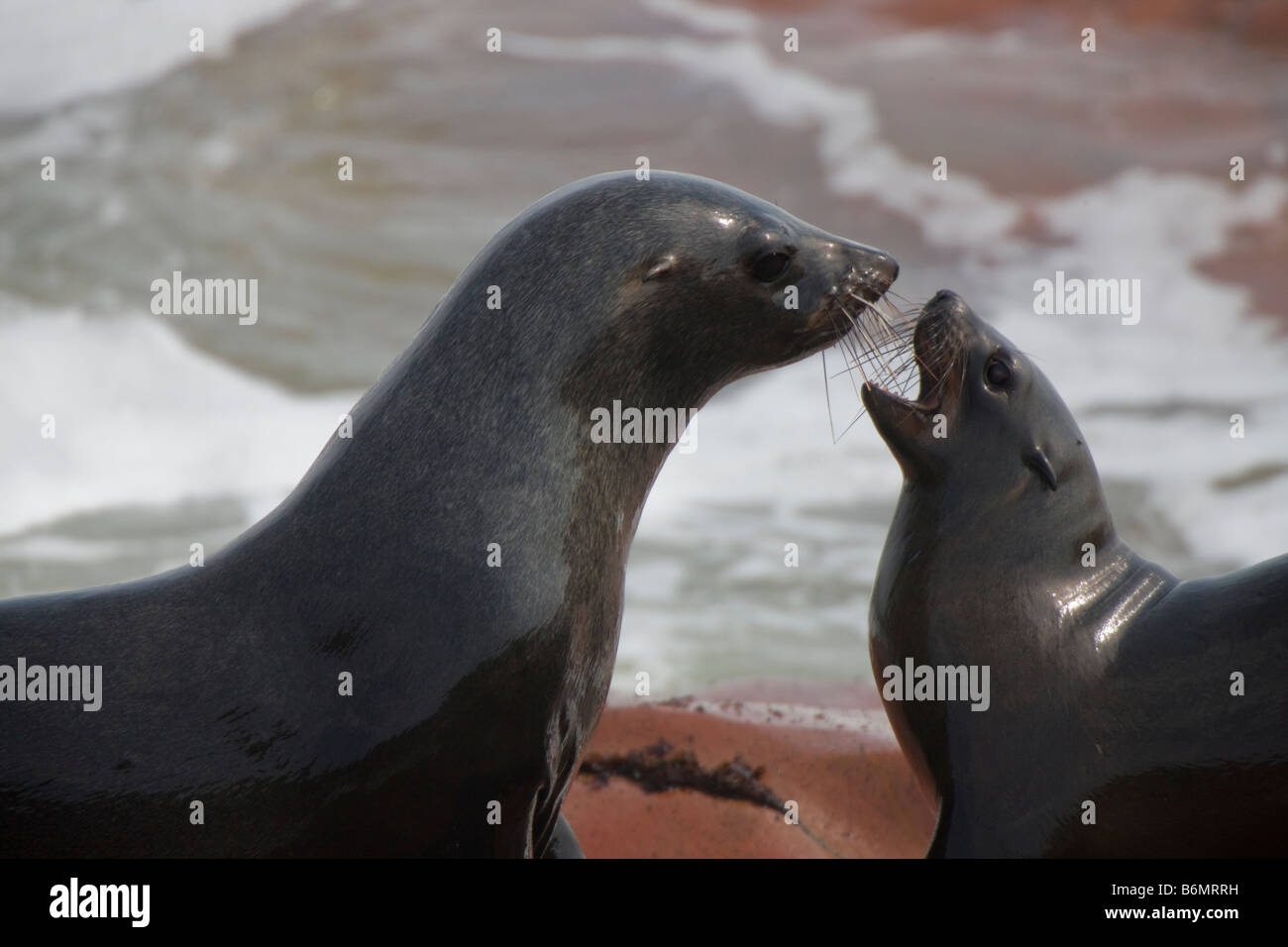 Talking seals hires stock photography and images Alamy