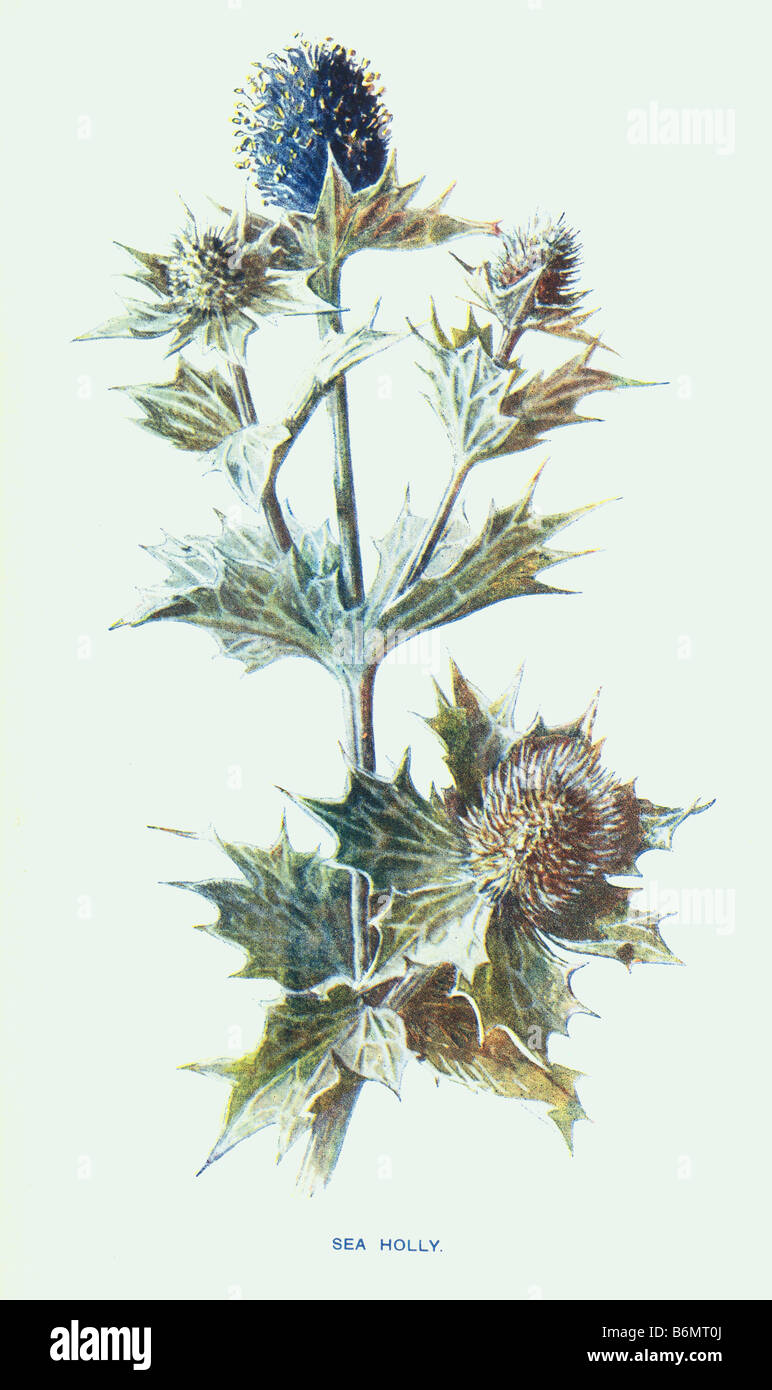 Sea Holly Eryngium maritimum 19th Century Illustration Frederick Edward Hulme b1841 d1909 Stock Photo