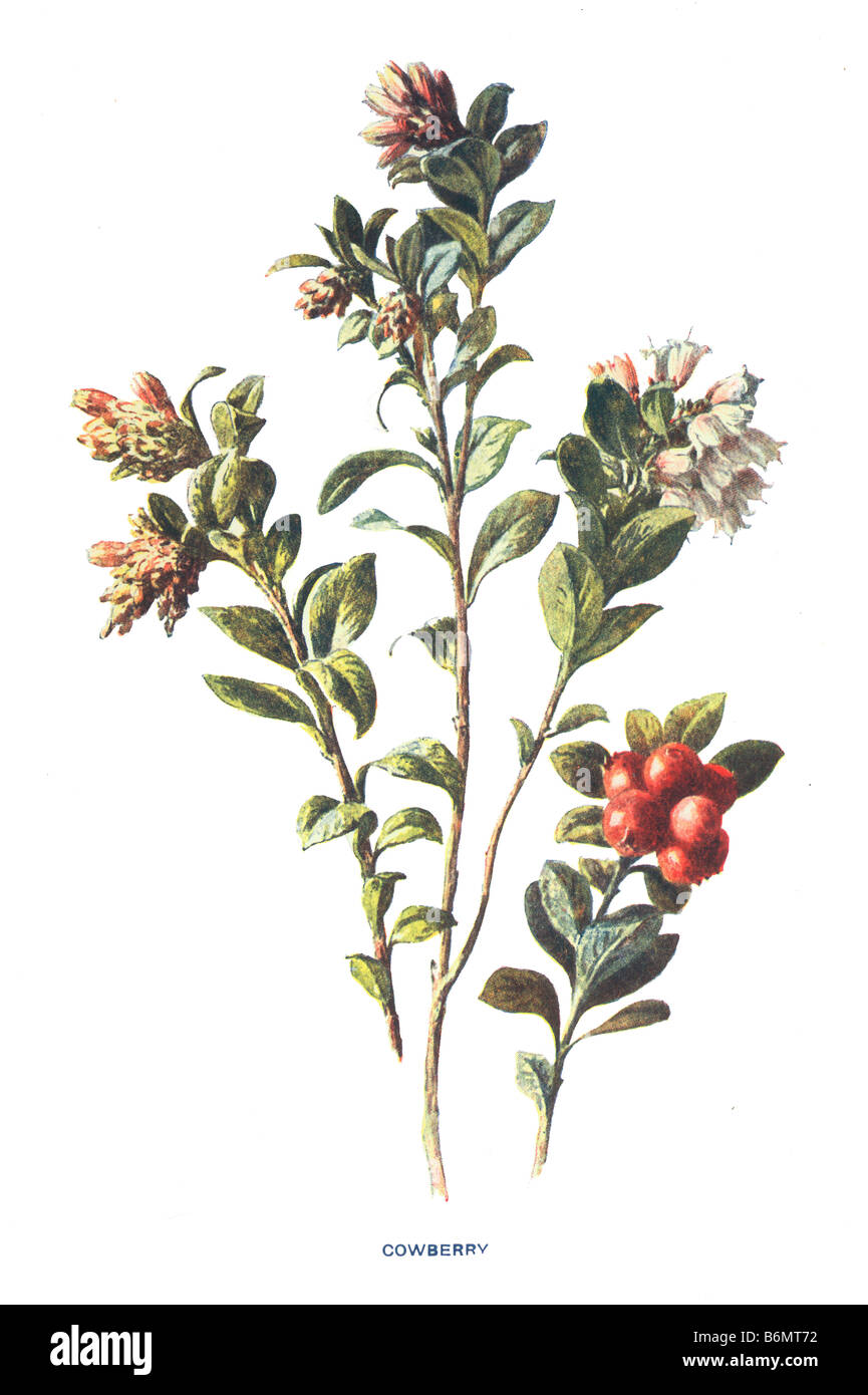 Cowberry Vaccinium vitis idoea 19th Century Illustration Frederick Edward Hulme b1841 d1909 Stock Photo