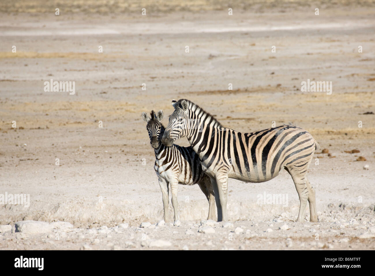 Zebra Mare With Zebra Foal Stock Photos & Zebra Mare With Zebra Foal