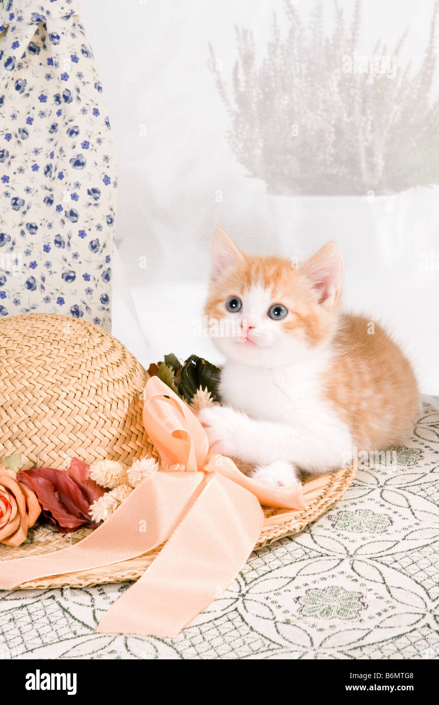 https://c8.alamy.com/comp/B6MTG8/six-weeks-old-kitten-playing-with-a-straw-hat-B6MTG8.jpg