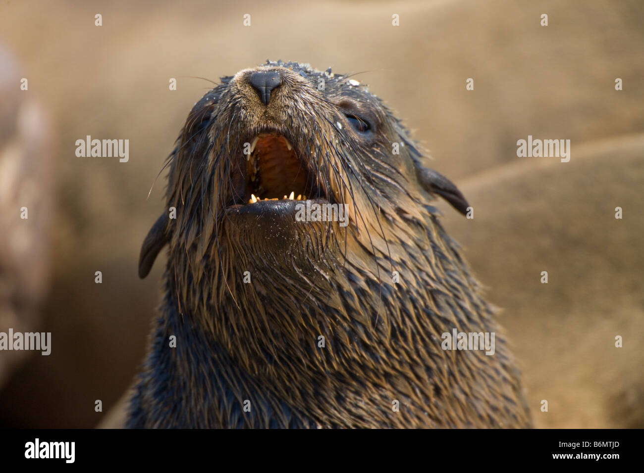 Cape Fur Seal Pup Barking, Cape Cross, Namibia Stock Photo Alamy