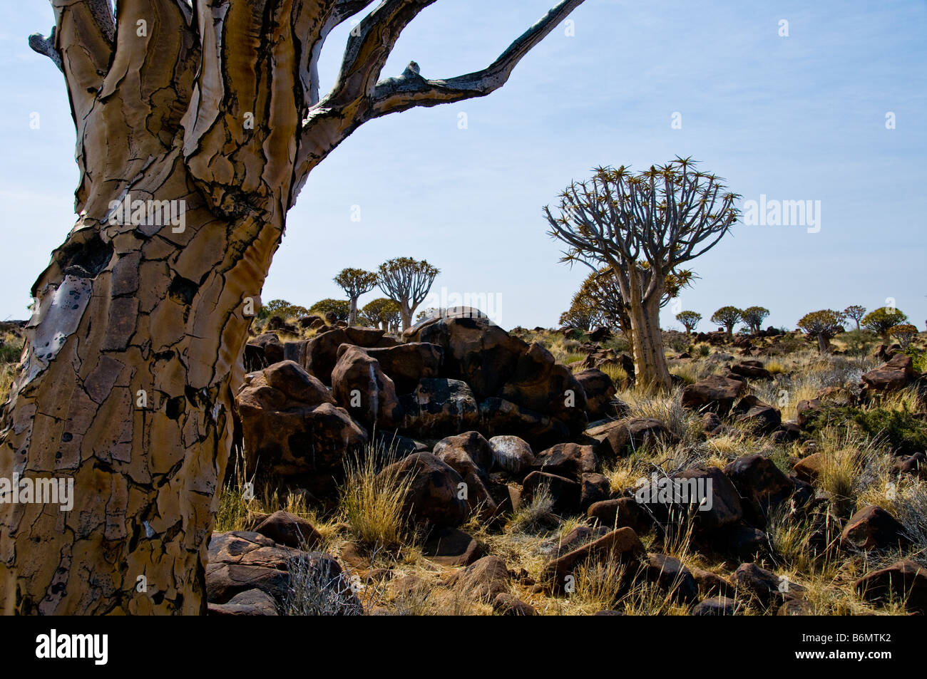Quivertrees,Karoo Plateau,Southern Kalahari, Namibia Stock Photo