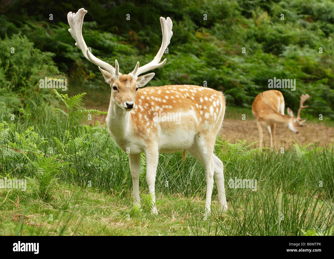 Fallow Deer Dama dama (Artiodactyla) Stock Photo