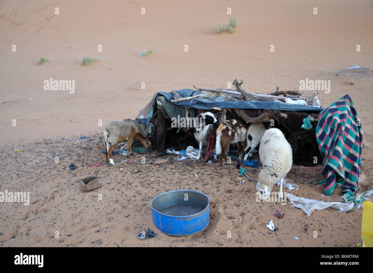 Sheep in the Sahara Desert, North Africa Stock Photo