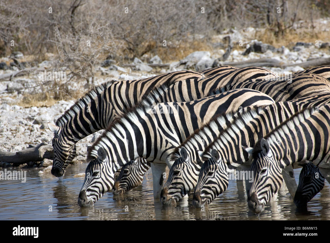 Plains Zebras Drinking at Waterhole, Etosha National Park, Namibia Stock Photo