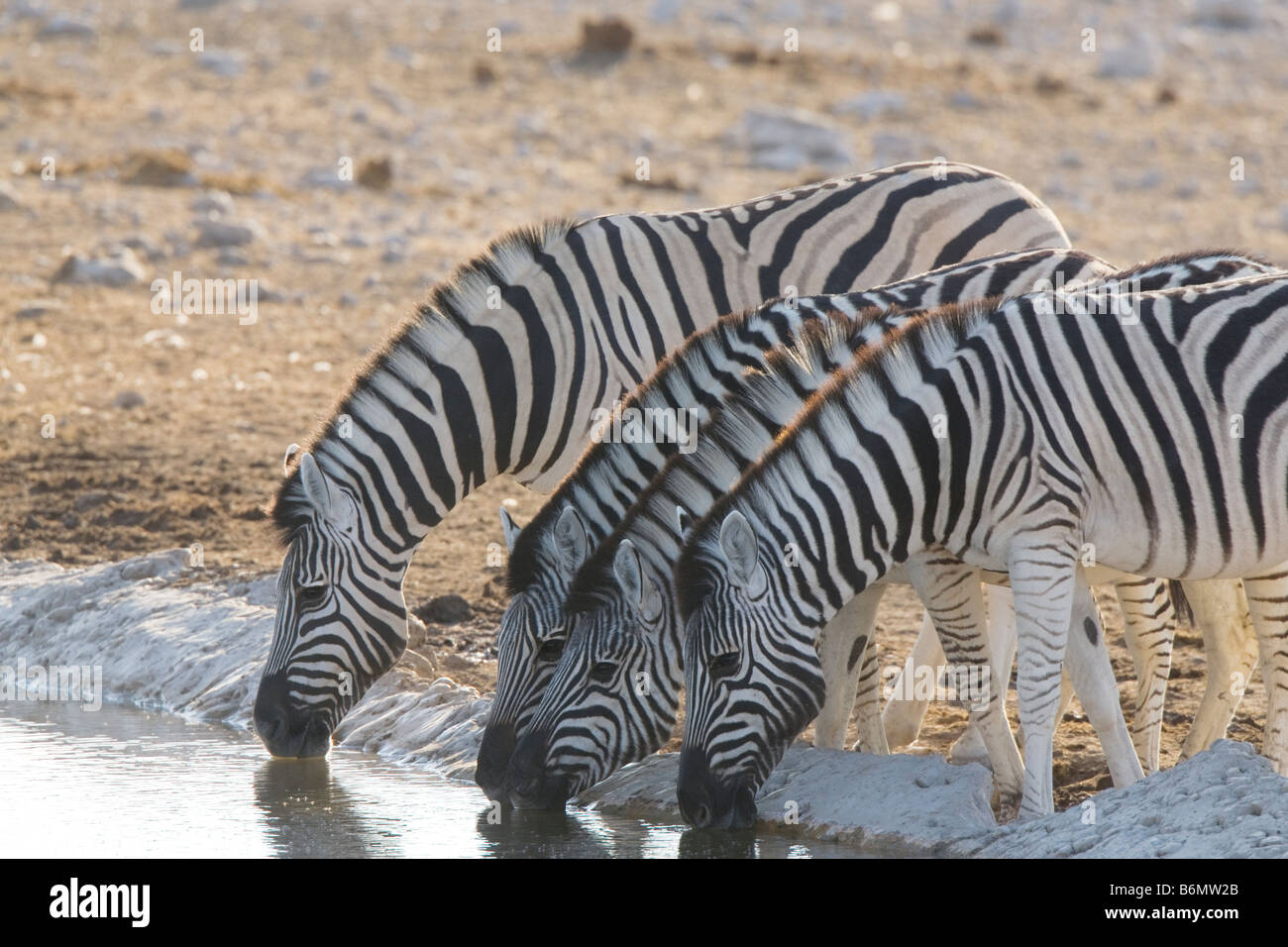 Plains Zebras Drinking at Waterhole, Etosha National Park, Namibia Stock Photo