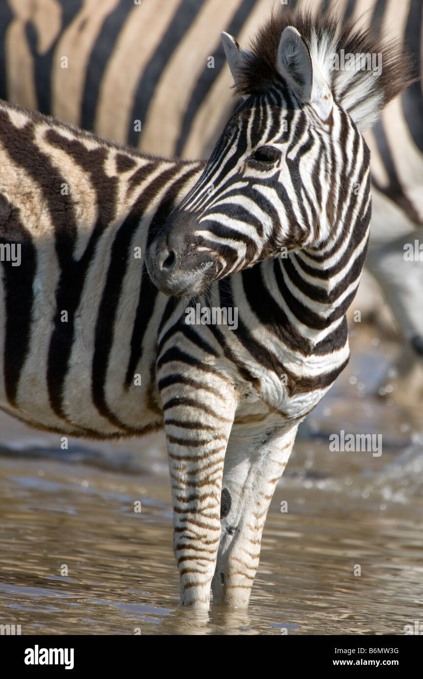 Plains Zebra Foal Standing in Water, Etosha National Park, Namibia Stock Photo