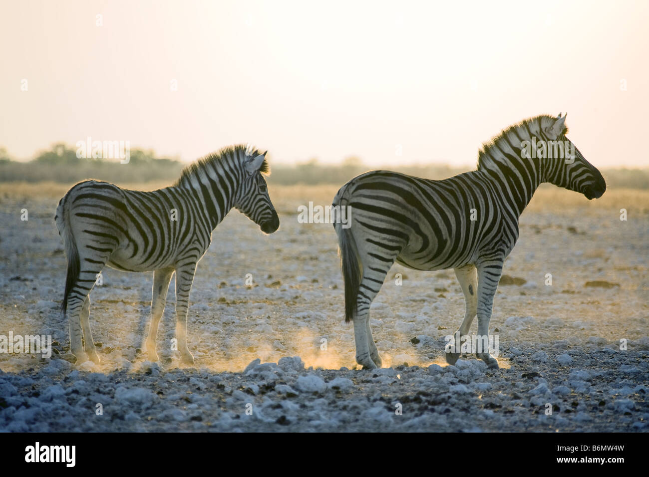 Zebra mare walking hires stock photography and images Alamy