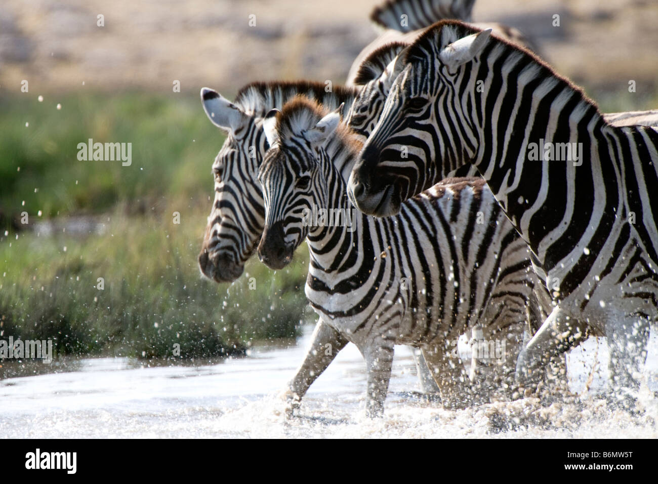 Plains Zebras Enjoying Water at Etosha National Park, Namibia Stock Photo